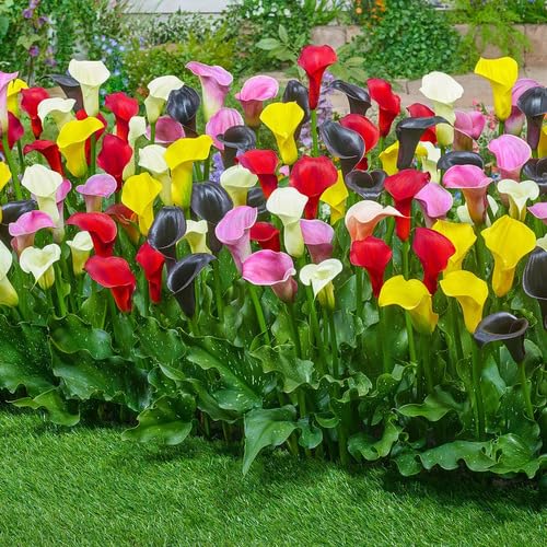 Mixed Calla Lily Flower Seeds