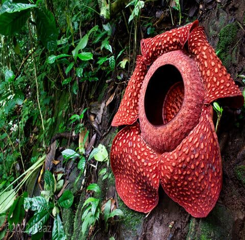 Red Rafflesia Flower Seeds