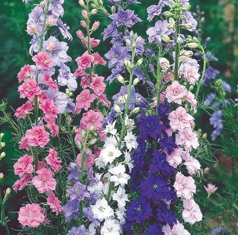 Larkspur Flower Seeds