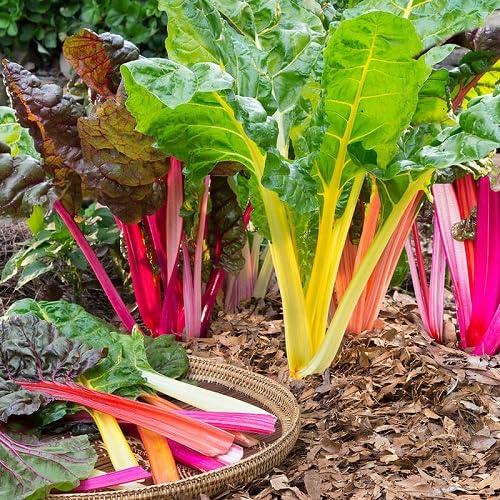 Chard vegetable seeds Mixed vegetable seeds for Home Gardening, Premium Kitchen Garden Collection for kitchen garden planting