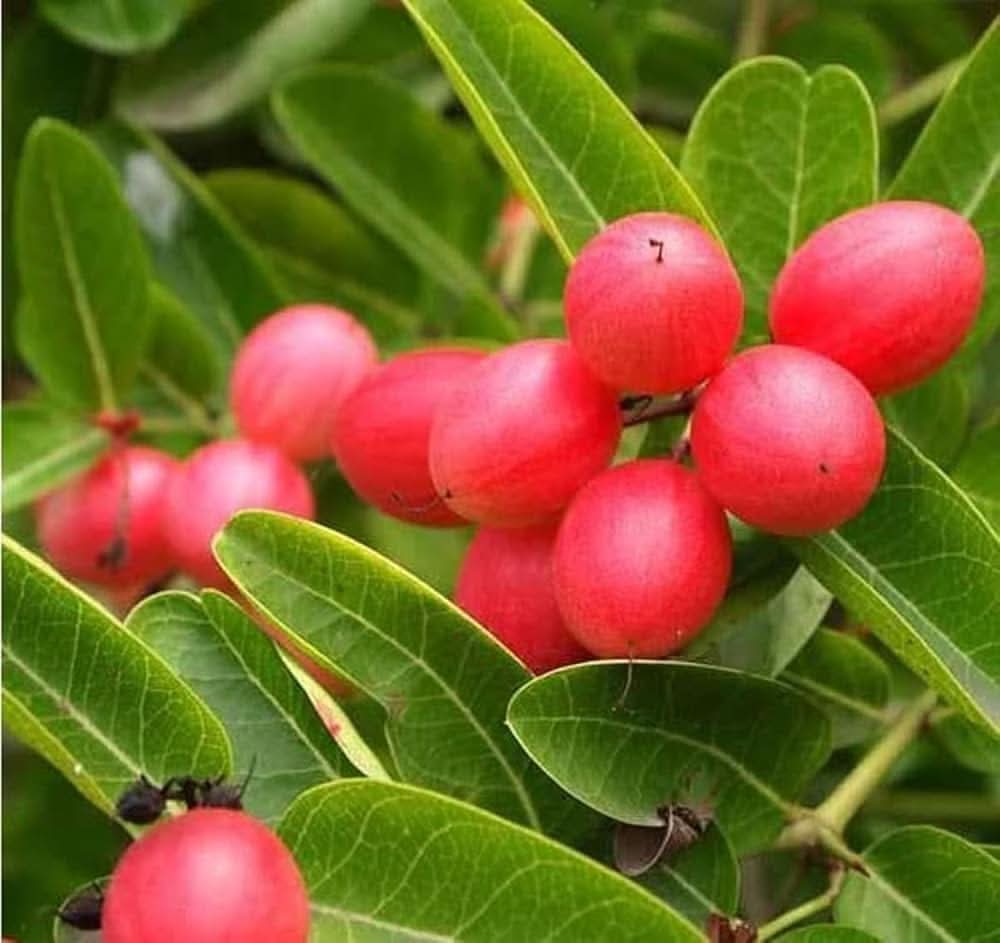 rare carissa carandas karonda vinegar fruit for planting tangy and exotic your home garden Fruit seeds