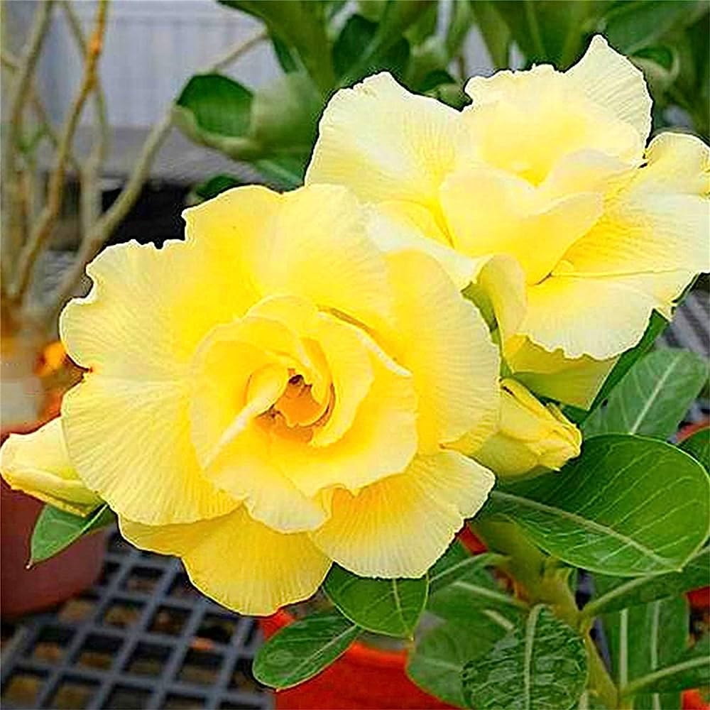 Adenium Obsum Desert Rose Jaune Double Sunrise Flower Seeds