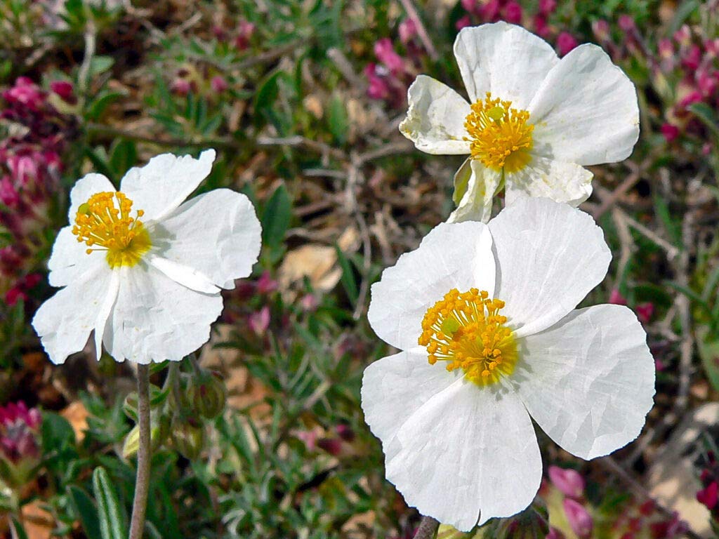 helianthemum spp flower in bed Fruit Seeds