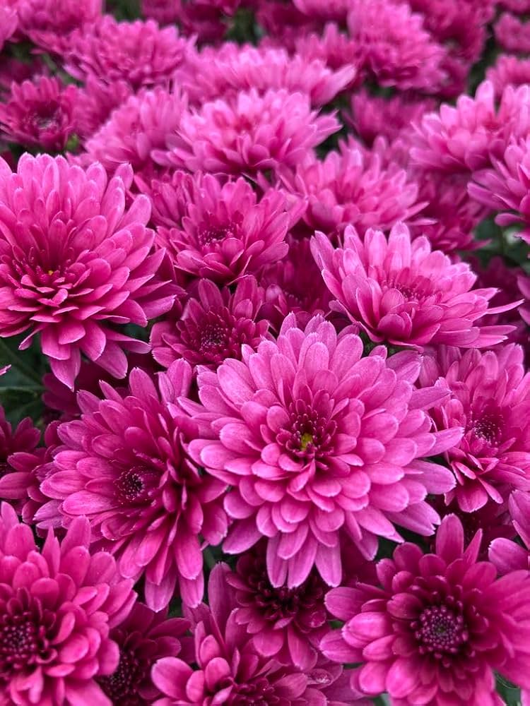 Dark Pink Chrysanthemum Flower Seeds