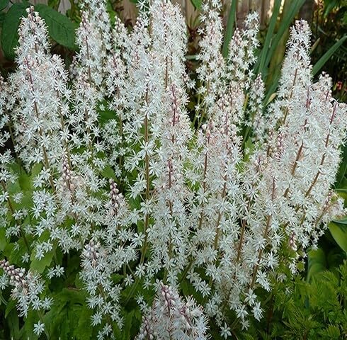 White Tiarella Trifoliata Flower Seeds