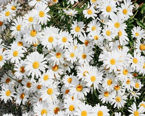 Gerbera Flower Seeds