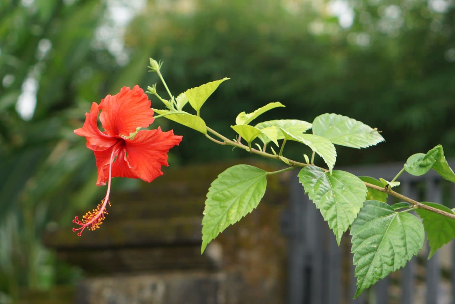 Mini Ballerina Hibiscus Rosa Sinensis