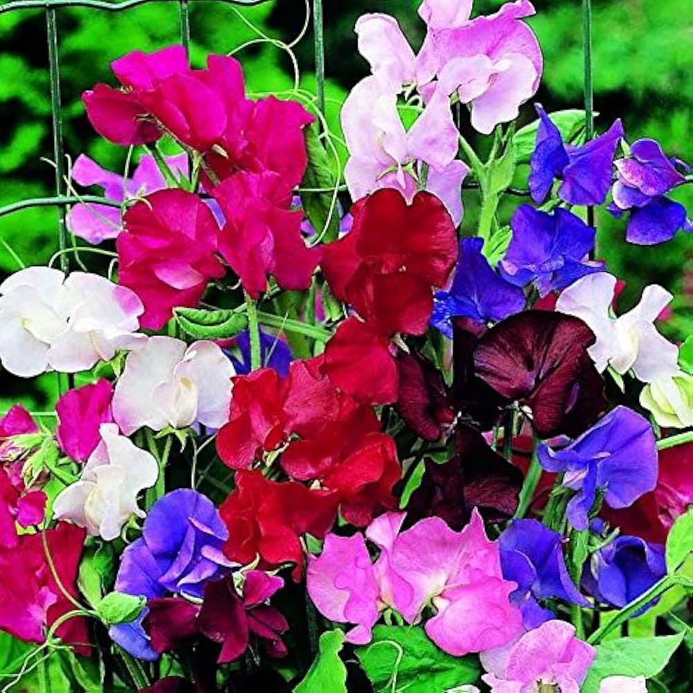 Streamer Mix Sweet Pea