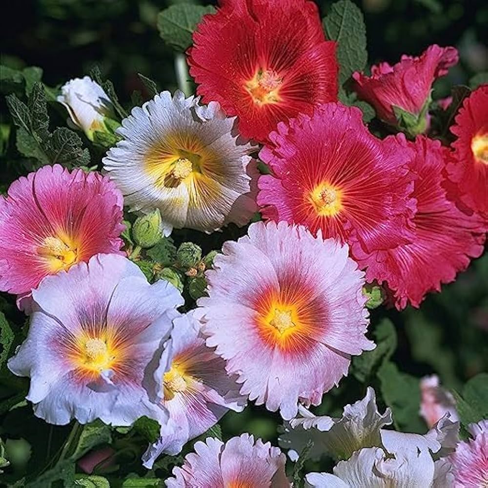 Giant Scarlet Danish Hollyhock