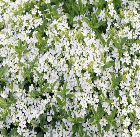 White Saponaria Flower Seeds