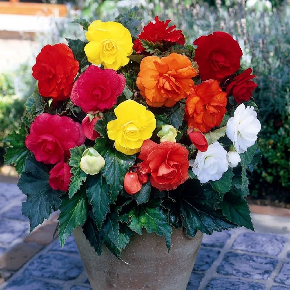 Double Begonia Flower Seeds Easy Grow Blossoms for Pots and Backyard Spaces for Colorful Landscape - Heirloom, Non GMO,