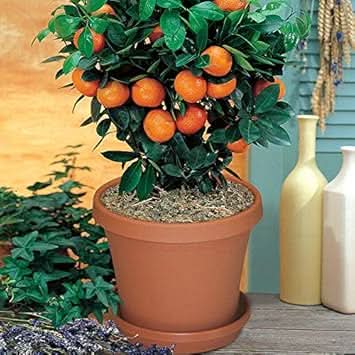 Bonsai Orange Tree Edible Decorative Fruit Trees For Sustainable Orchard Fruit Seeds