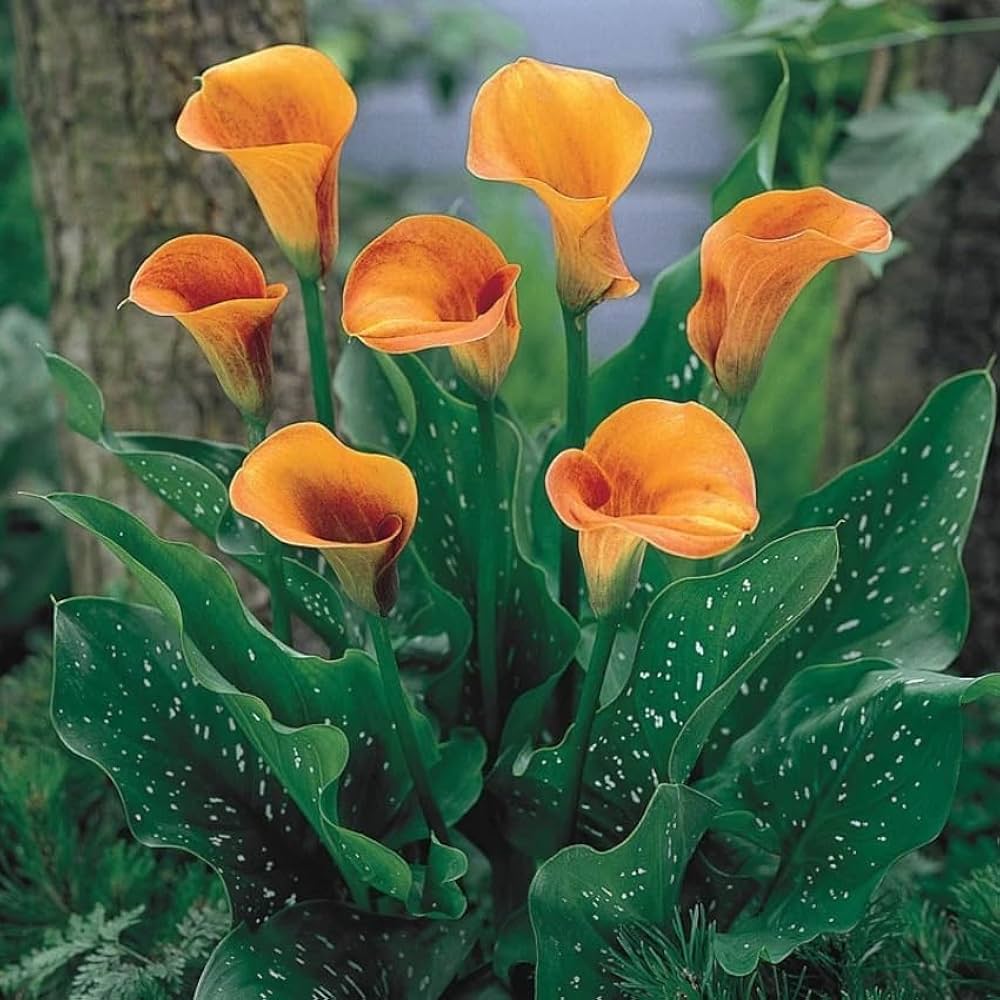 Peace Lily Flower Fruit Seeds