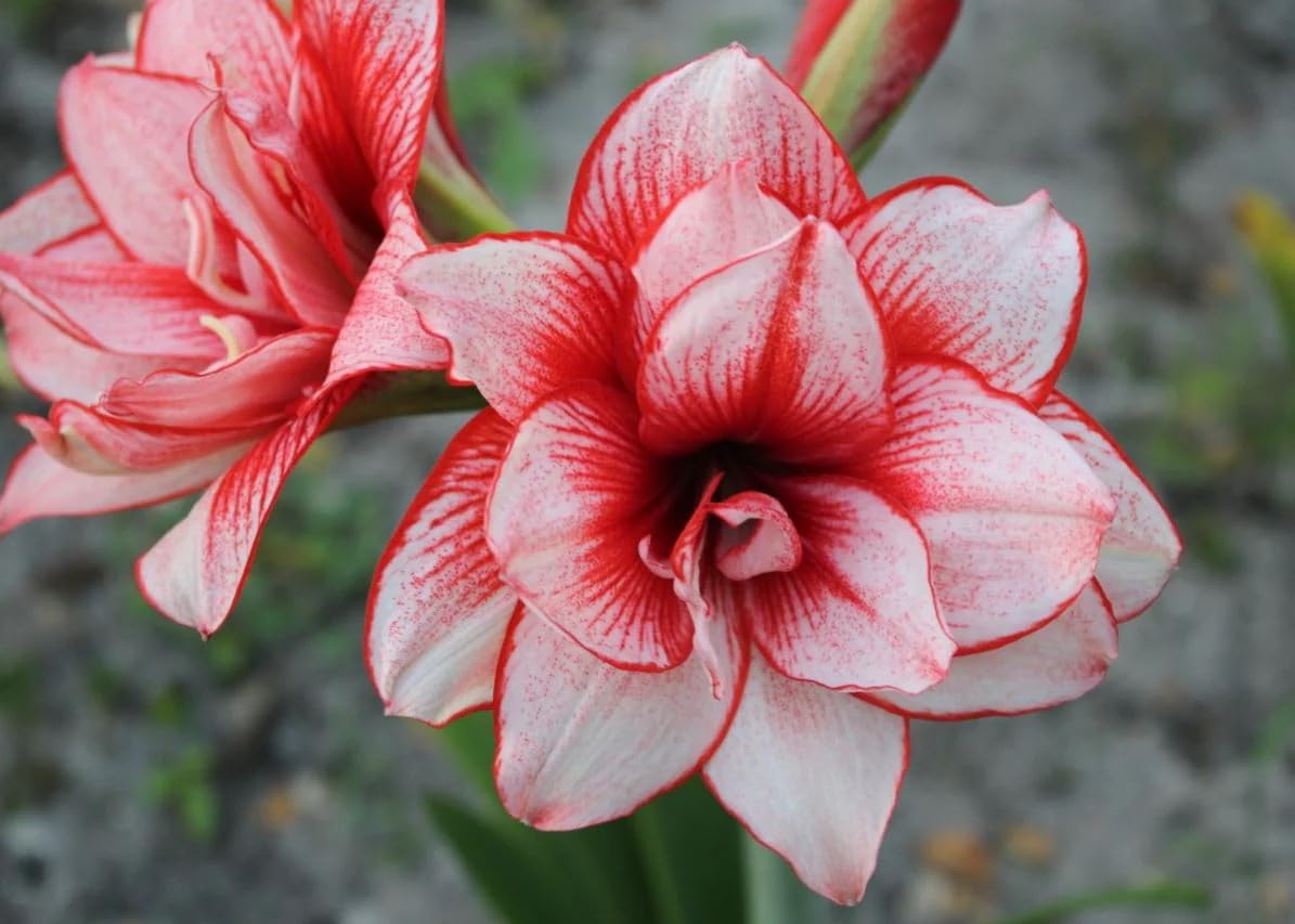 Red Giant Amaryllis Flower Seeds