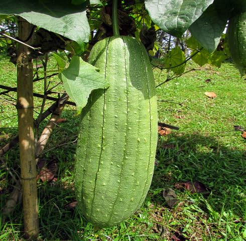 Green Luffa vegetable seeds vegetable seeds for Home Gardening, Healthy Culinary Garden Variety for kitchen garden planting