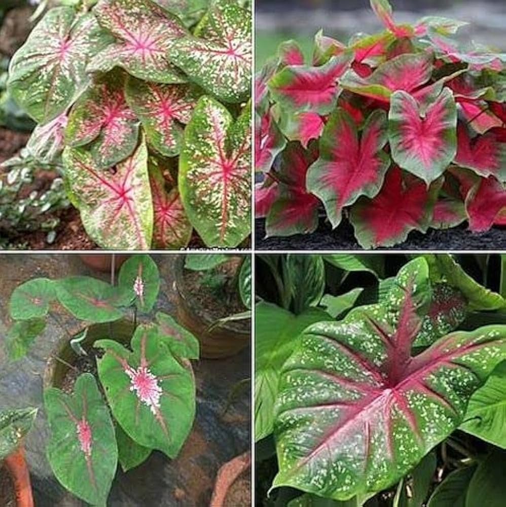 Pink Caladium Flower Caladium Spp