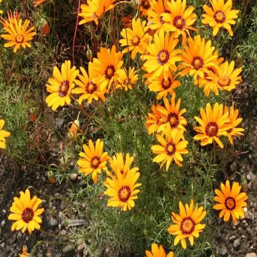 Orange Ursinia Flower Seeds