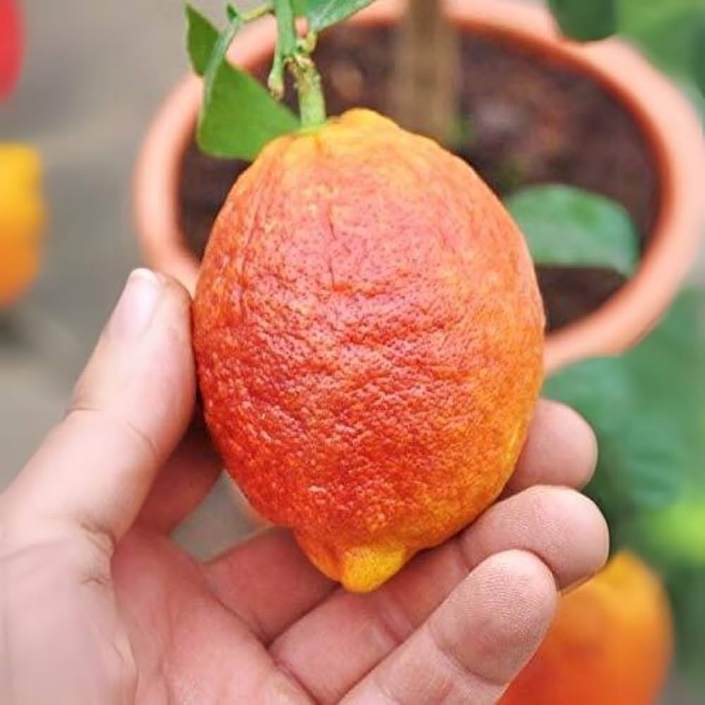 Red Lemon Fruit Sweet And Tangy Your For Home Fruit Seeds