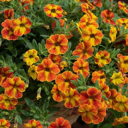 Red Yellow Calibrachoa Flower Seeds