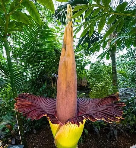 Red amorphophallus titanum Flower Seeds