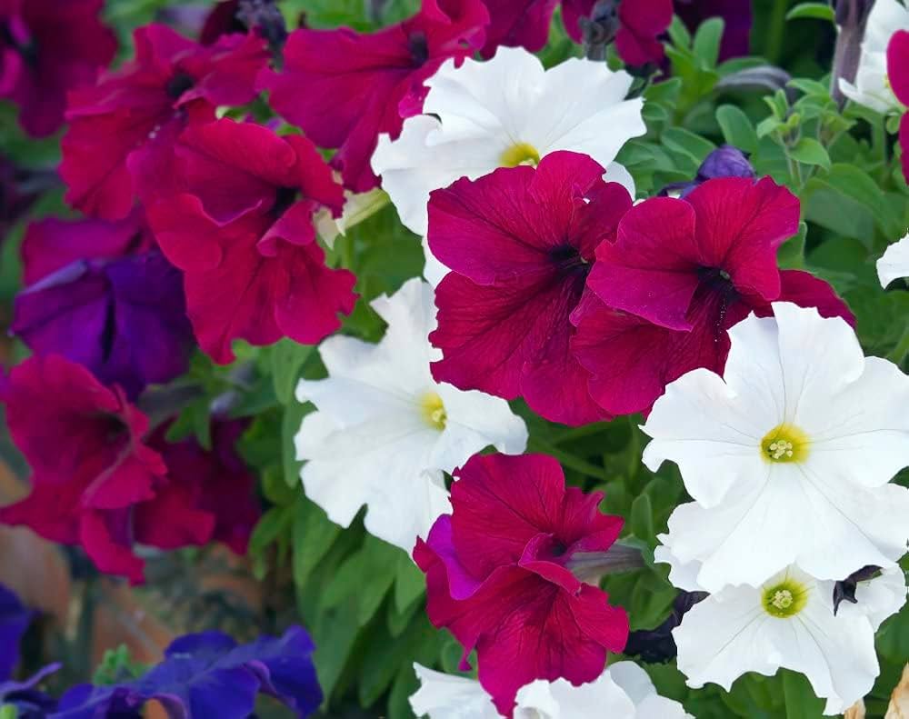 prism sundae mix petunia for colorful garden