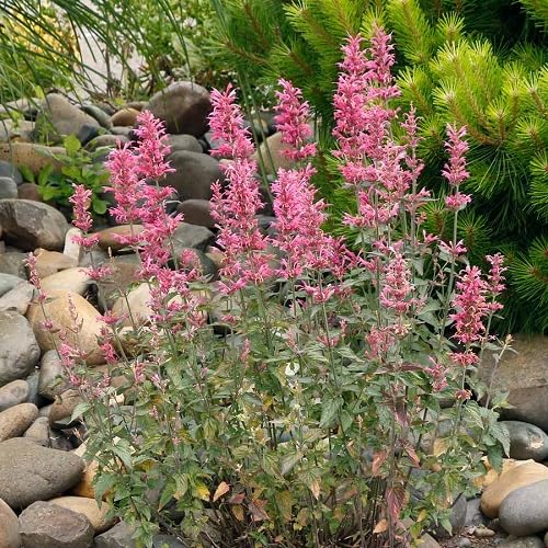 Red agastache Flower Seeds