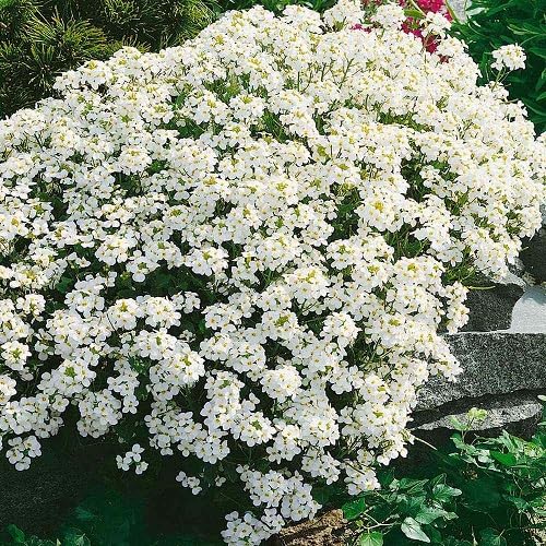 White Cress Flower Seeds