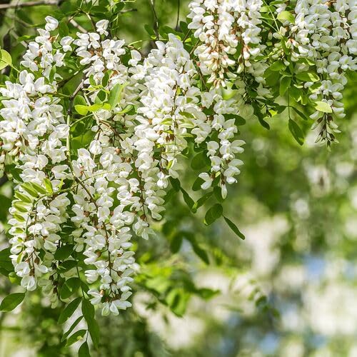 White Robinia Flower Seeds