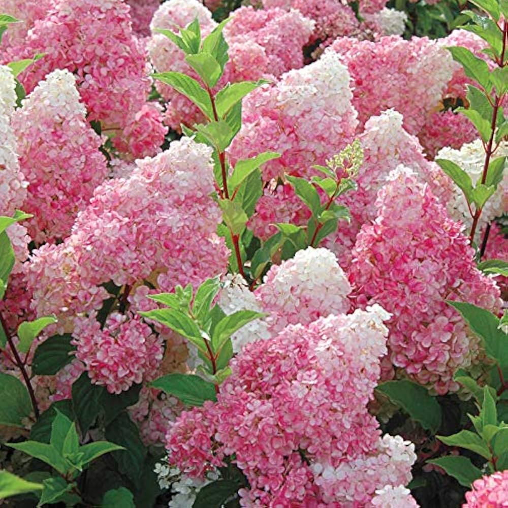 vanilla strawberry hydrangea macrophylla flower in garden