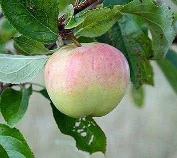pink and green apple fruit for Fruit Seeds