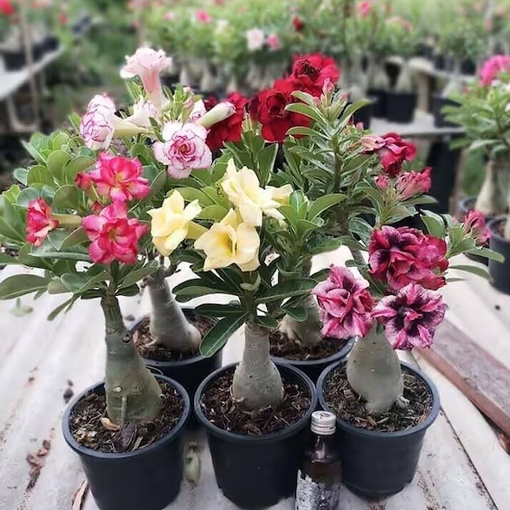 Adenium Flower Seeds