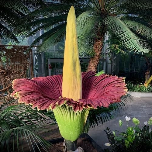 Corpse Flower Seeds