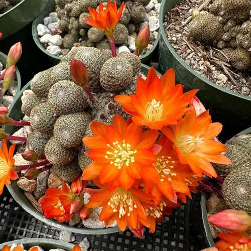 Orange Rebutia Flower Seeds