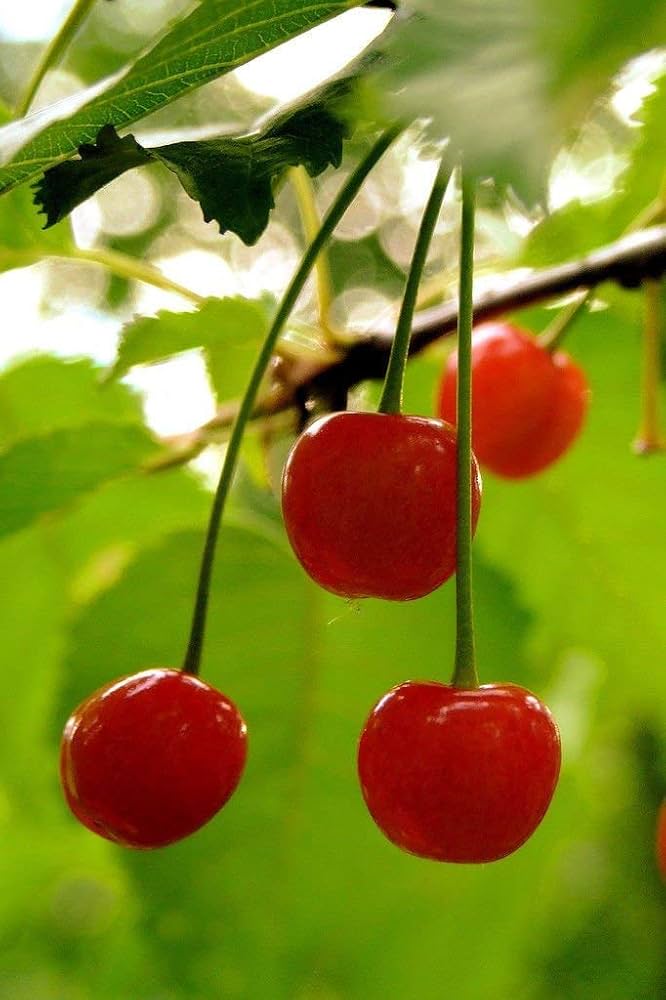 Usa Fugenzo Cherry Tree Fruit