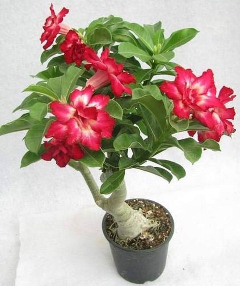 Spring Bonsai Ball Types Of Mix Flowers Yard Garden Flower Seeds