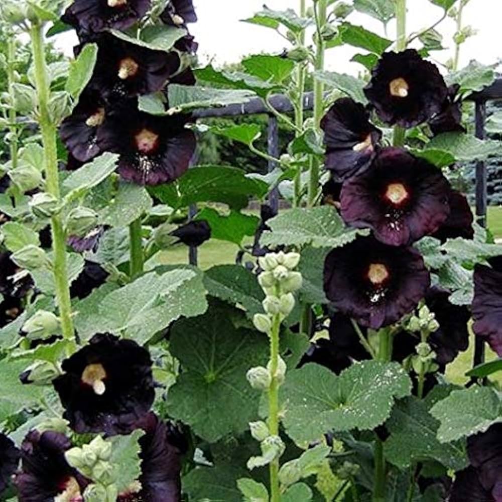 Black Black Hollyhock Flowers Uncommon Large Beautiful Blooms Unique Gardens Flower Seeds