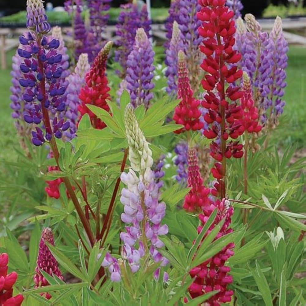 Rainbow Lupine Flower Home Garden