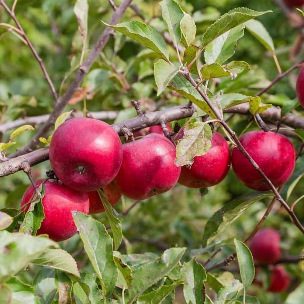 apple malus domestica orchard rows edible landscapes