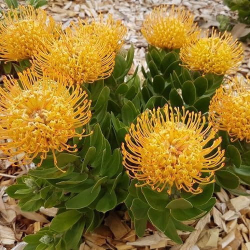 Yellow Leucospermum Flower Seeds