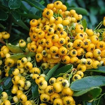 pink pyracantha coccinea fruit ornamental berries for your yard Fruit seeds