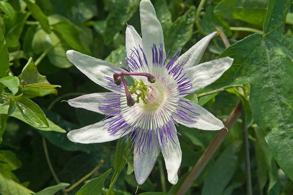 white passion flower seeds