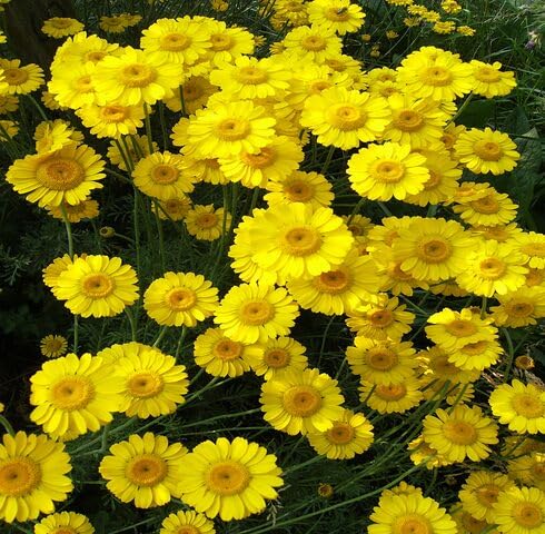 Yellow Chamomile Flower Seeds