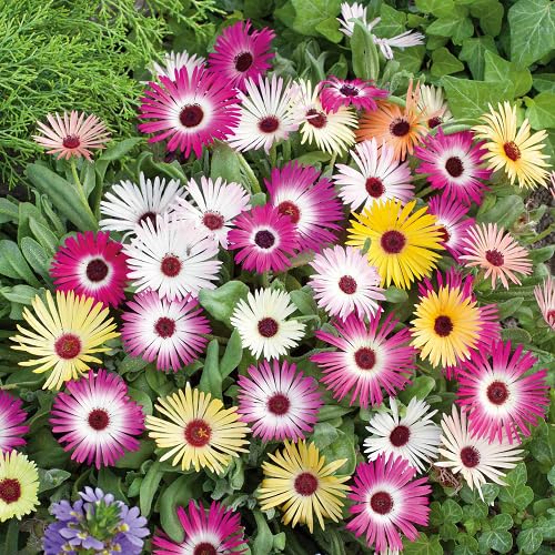 Mixed Delosperma Flower Seeds
