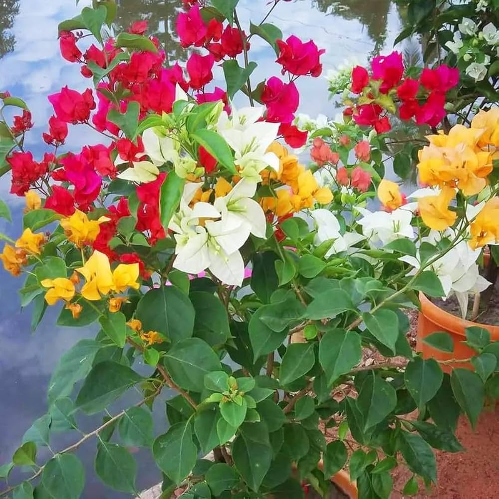 Mixed Bougainvillea Flower Seeds