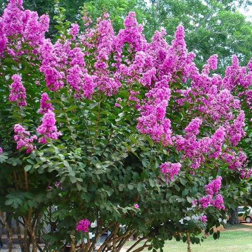 pink lagerstroemia flower seeds