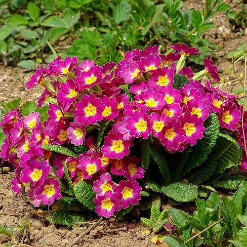 pink primrose flower seeds.