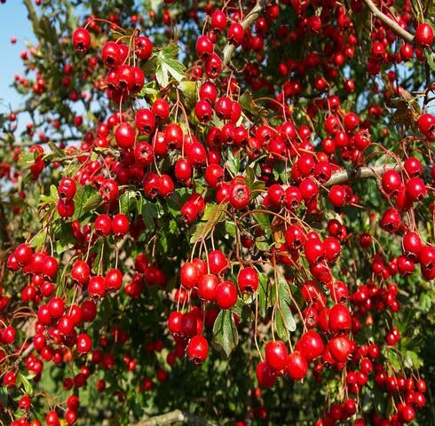red crataegus fruit Fruit Seeds for Home Planting Premium Germination Healthy Harvest Growing