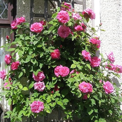Pink Zephirine Drouhin Flower Seeds