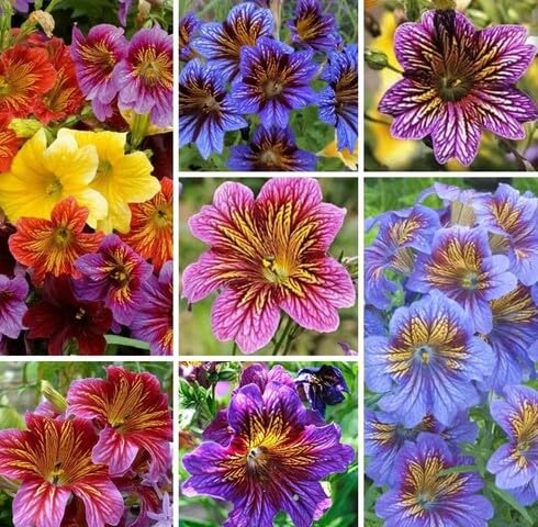 mixed salpiglossis flower seeds