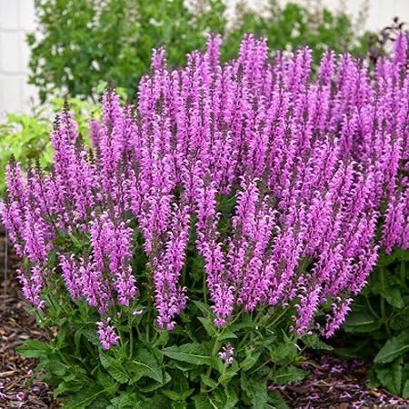 Pack Purple Sage Plant Seeds herb seeds - kitchen garden, terrace planting garden seeds